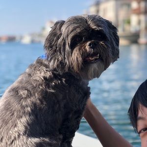 Meet your Posher, Henry